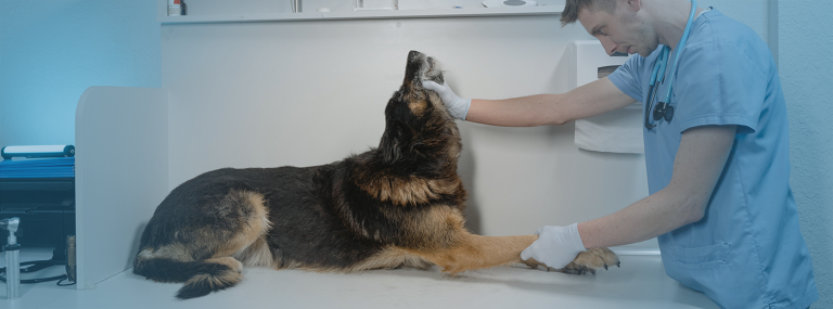 Hommage aux Techniciens Vétérinaires : Les Héros Méconnus des Soins aux Animaux