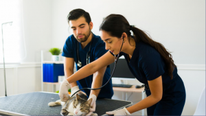 Pénurie de vétérinaires en France