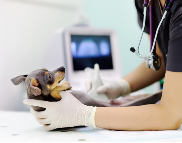 Veterinarian examining an animal during a surgical procedure
