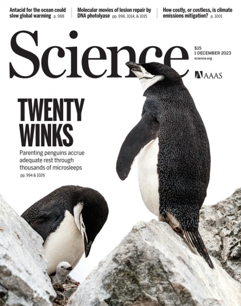 How Penguins Sleep Thousands of Times Per Day