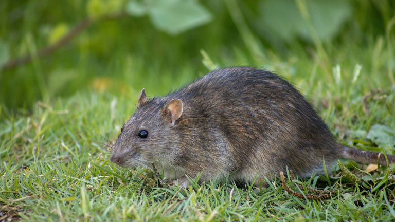 Closing the Gap: Studying Sleep Where It Truly Matters — In the Wild