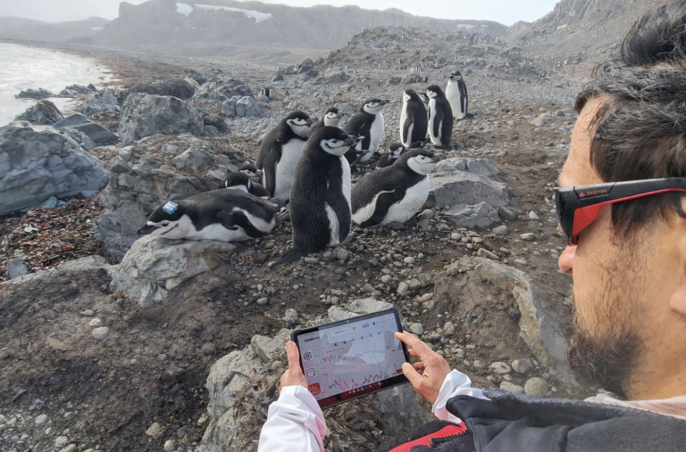 Phynitty solution in penguin sleep study