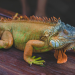 Iguana representing reptiles in cross-species infraslow brain rhythm research.