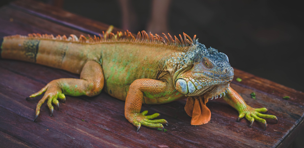 Iguana representing reptiles in cross-species infraslow brain rhythm research.