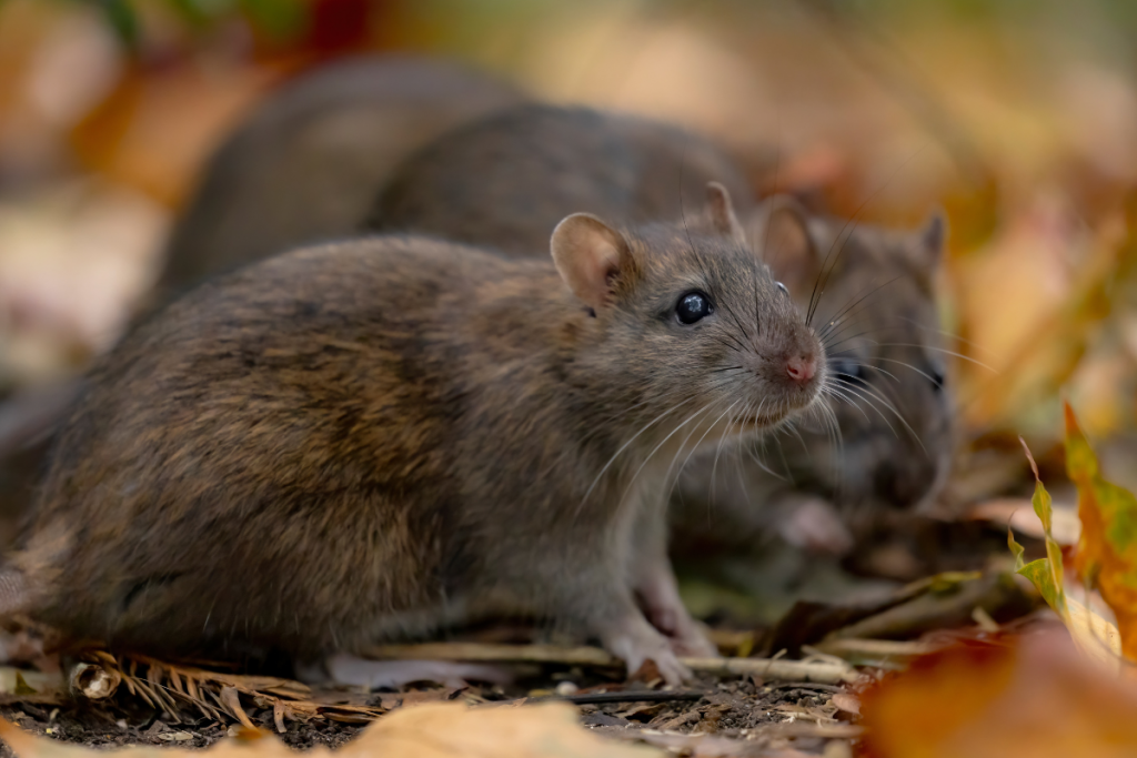 Brown rats exhibit the intense sensory awareness and fragmented sleep patterns required for survival in the wild.