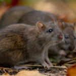 Brown rats exhibit the intense sensory awareness and fragmented sleep patterns required for survival in the wild.